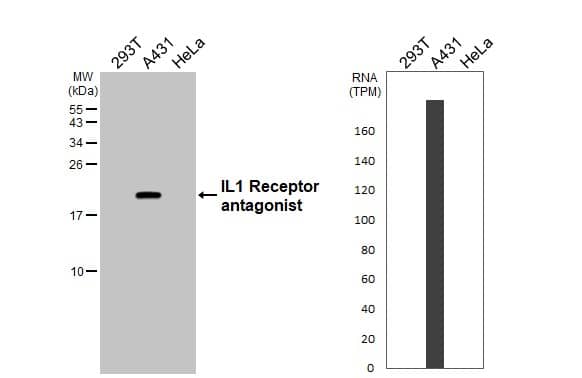 IL-1ra/IL-1F3/IL1RN Antibody - Azide Free