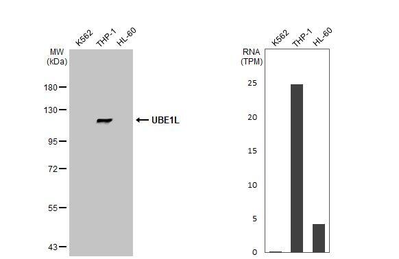 ISG15 Activating Enzyme/UBE1L Antibody