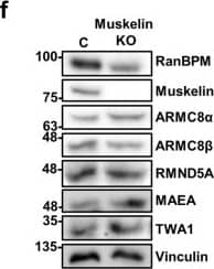 TWA1 Antibody
