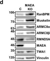 TWA1 Antibody