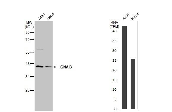 GNAI3 Antibody - BSA Free