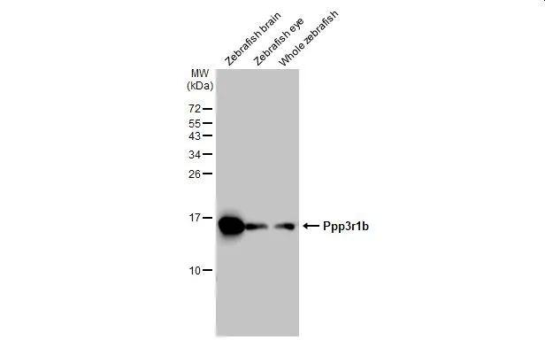 Calcineurin B Antibody - BSA Free