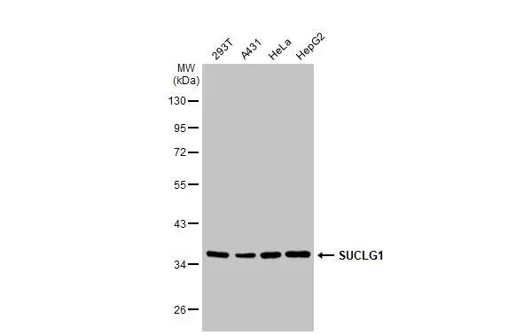 SUCLG1 Antibody