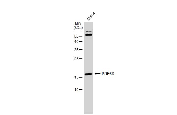 PDE6D Antibody