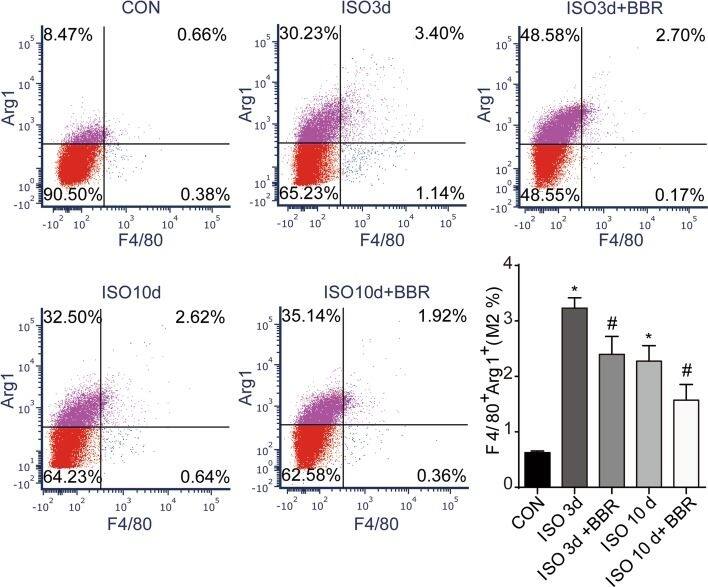 Arginase 1/ARG1/liver Arginase Antibody - BSA Free