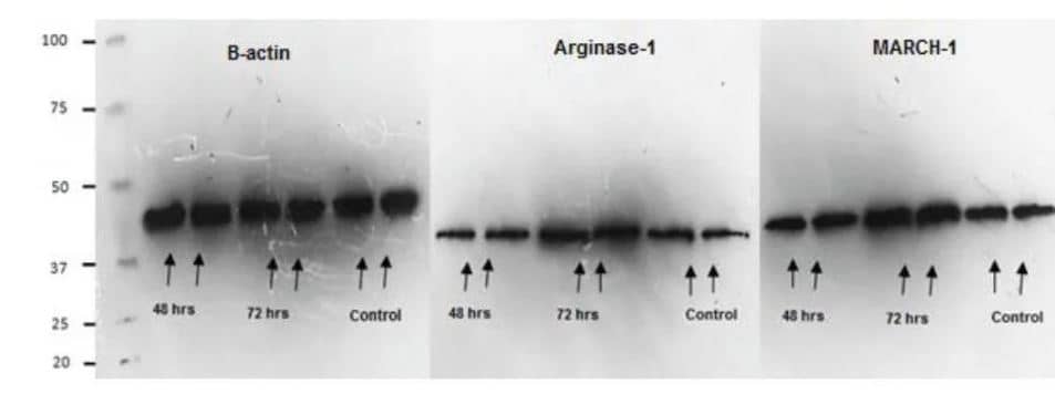 Arginase 1/ARG1/liver Arginase Antibody - BSA Free