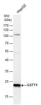 GSTT1 Antibody