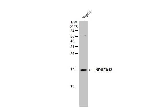 NDUFA12 Antibody