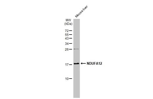 NDUFA12 Antibody