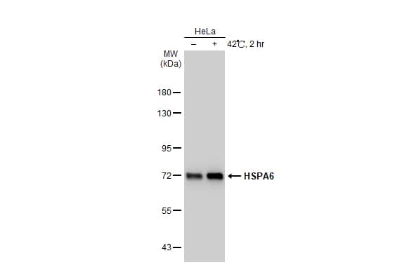 HspA6 Antibody
