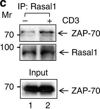 RASAL1 Antibody
