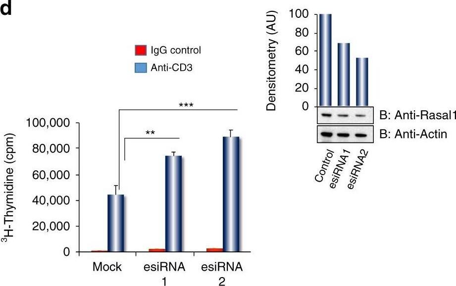 RASAL1 Antibody