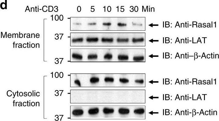 RASAL1 Antibody