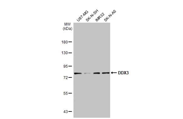 DDX3 Antibody