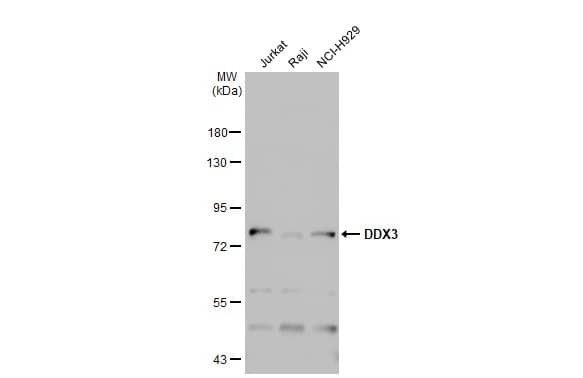 DDX3 Antibody