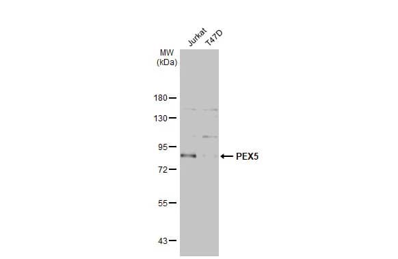 PEX5 Antibody