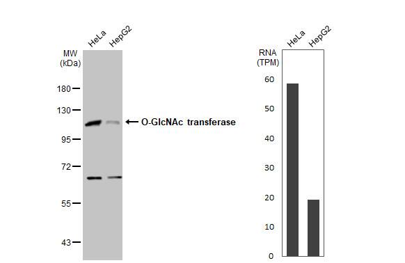O-GlcNAc Transferase p110 subunit Antibody