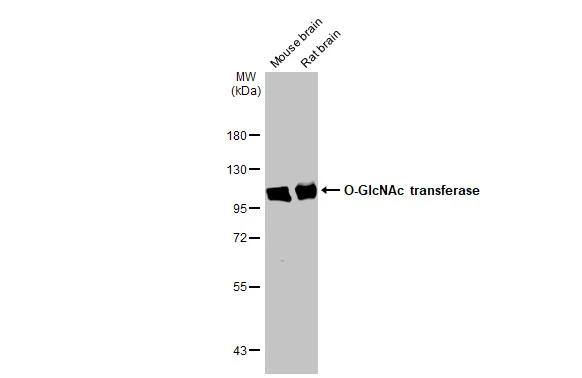 O-GlcNAc Transferase p110 subunit Antibody - BSA Free