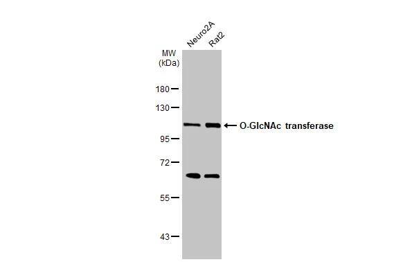 O-GlcNAc Transferase p110 subunit Antibody - BSA Free