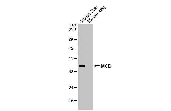 MLYCD Antibody - Azide and BSA Free