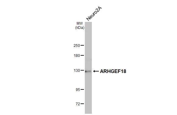 p114RhoGEF Antibody