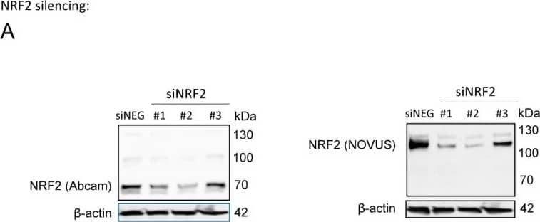 Nrf2 Antibody