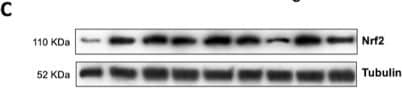 Nrf2 Antibody