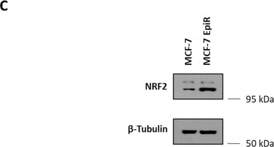 Nrf2 Antibody