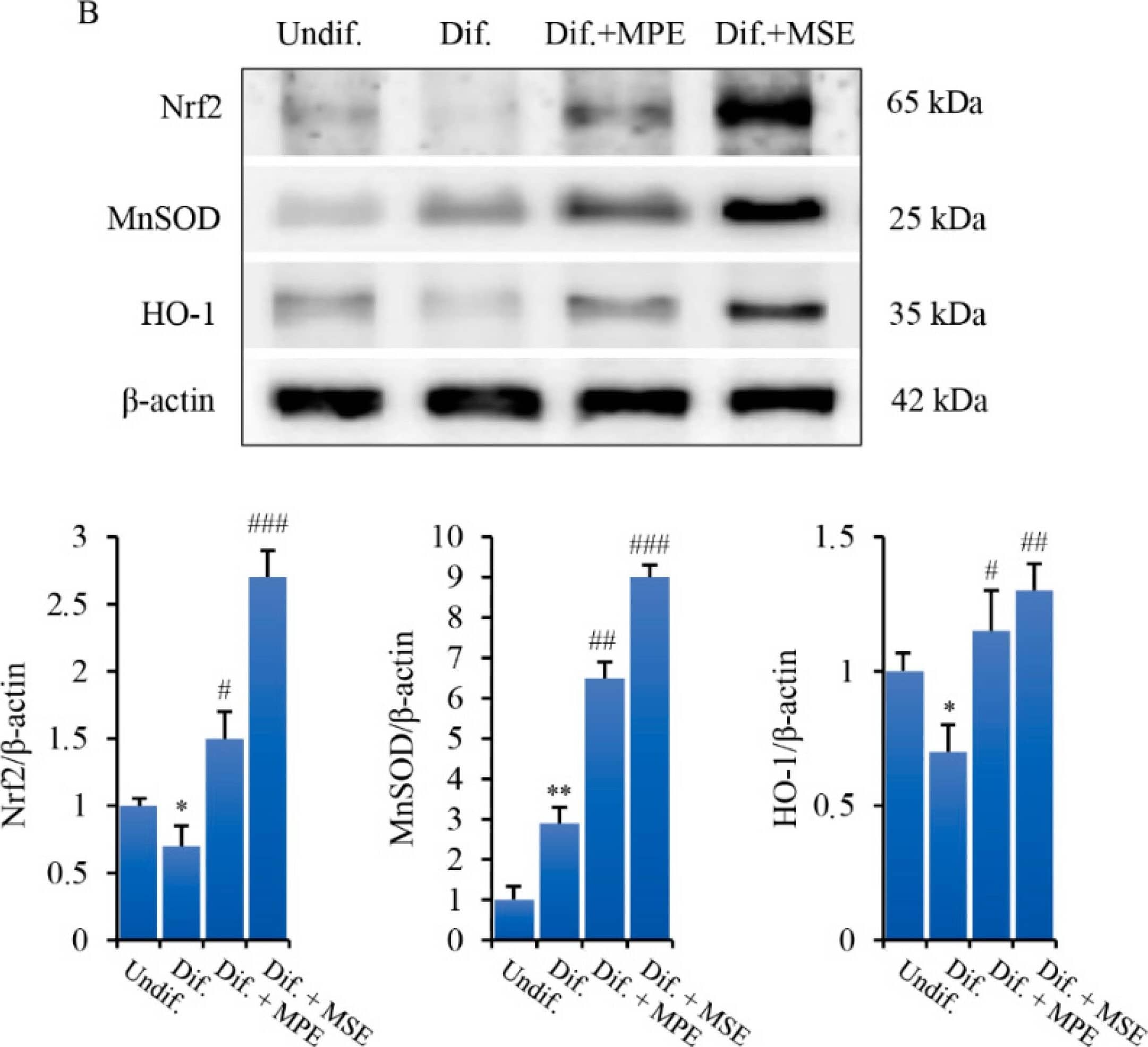 Nrf2 Antibody