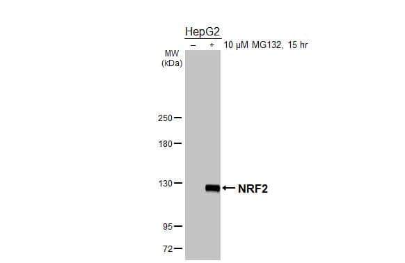 Nrf2 Antibody - BSA Free
