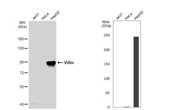 Villin 1 Antibody