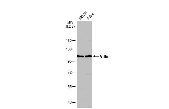 Villin 1 Antibody