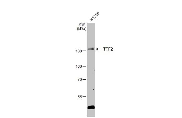 TTF2 Antibody
