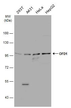 OFD1 Antibody