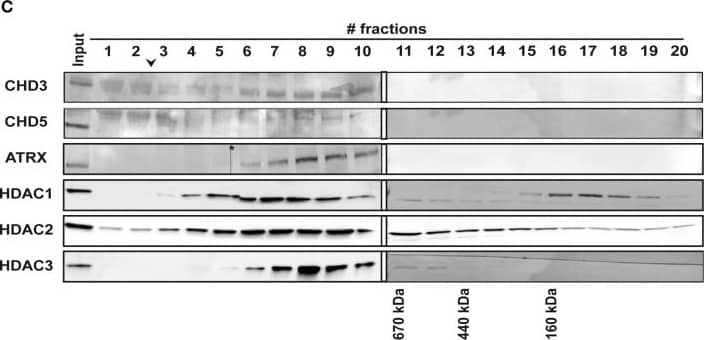 ATRX Antibody