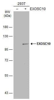Exosome component 10 Antibody - BSA Free