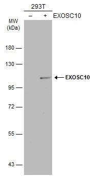 Exosome component 10 Antibody - BSA Free