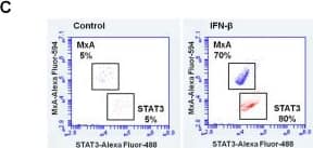 MxA/Mx1 Antibody - BSA Free