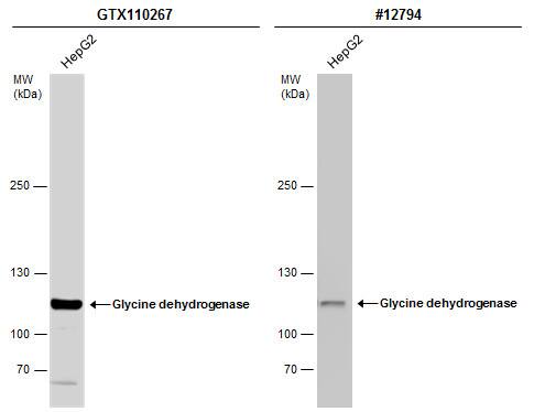GLDC Antibody