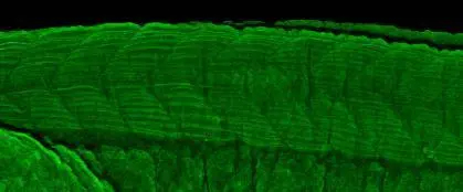 TC21/R-Ras2 Antibody
