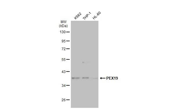 PEX19 Antibody