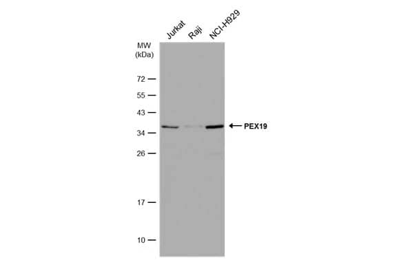 PEX19 Antibody