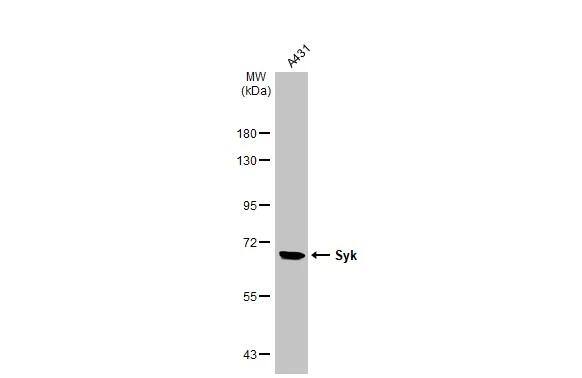 SYK Antibody - BSA Free