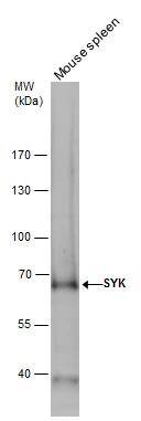 SYK Antibody - BSA Free