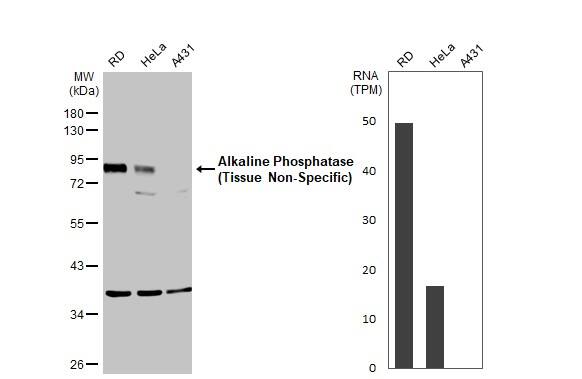 Alkaline Phosphatase, Tissue Non-Specific Antibody - BSA Free