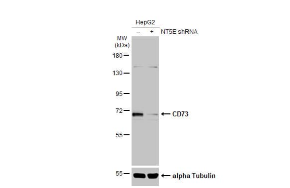 5'-Nucleotidase/CD73 Antibody
