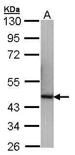 p40 Antibody - BSA Free