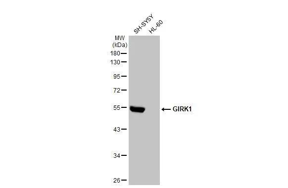 Kir3.1 Antibody - BSA Free