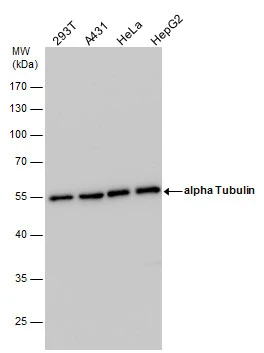 Tubulin alpha-1B Antibody