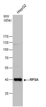 RPSA Antibody